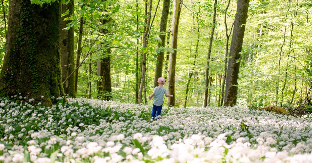 OUR WILD GARLIC FORAGING GUIDE!