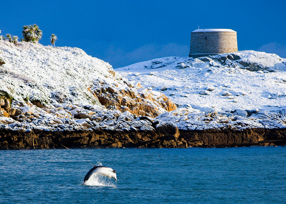 Terry McDonagh Photography Dalkey Island Dolphin